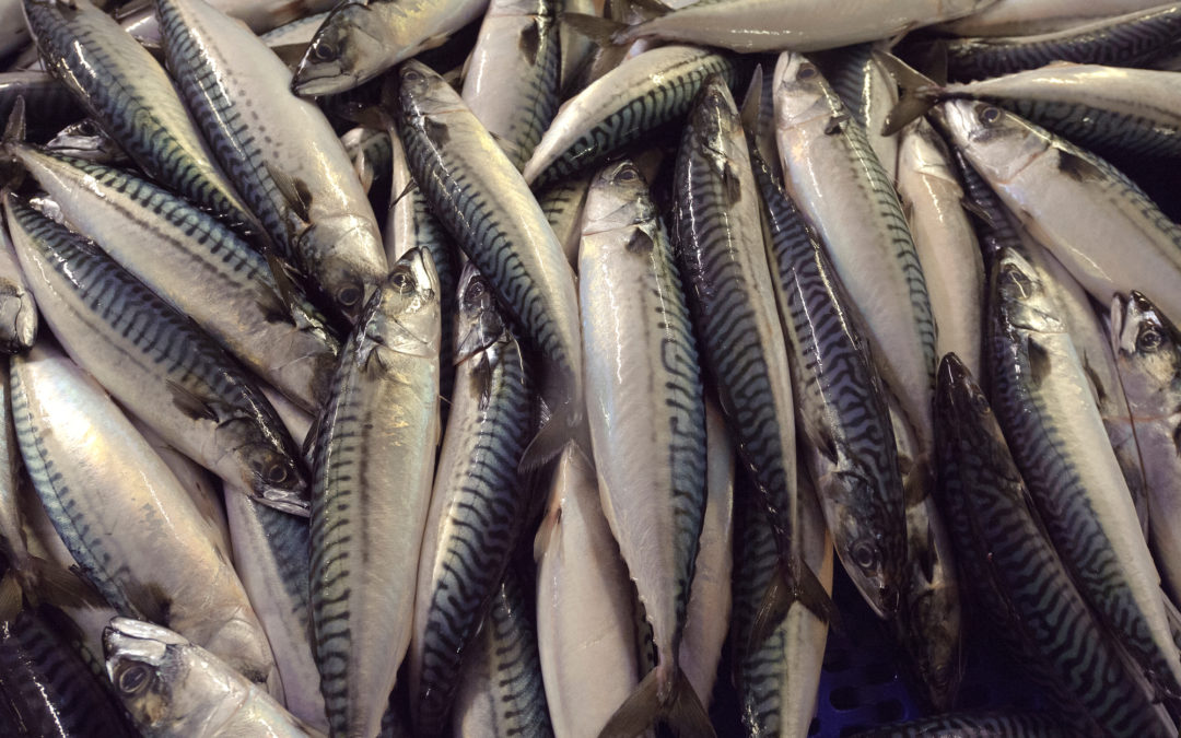 Dia da Dependência de Pescado, o dia em que Portugal fica sem peixe