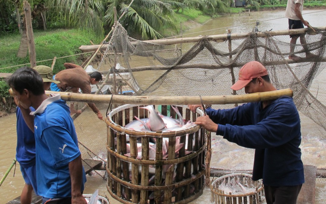 Pangasius sustentável do Vietname – um projeto exemplo da WWF