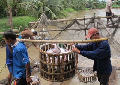 Pangasius sustentável do Vietname – um projeto exemplo da WWF