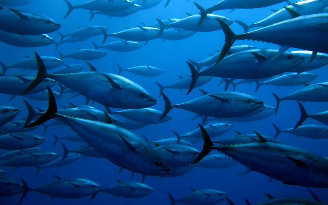 World Tuna Day: Protect fish stocks for economic and ocean health