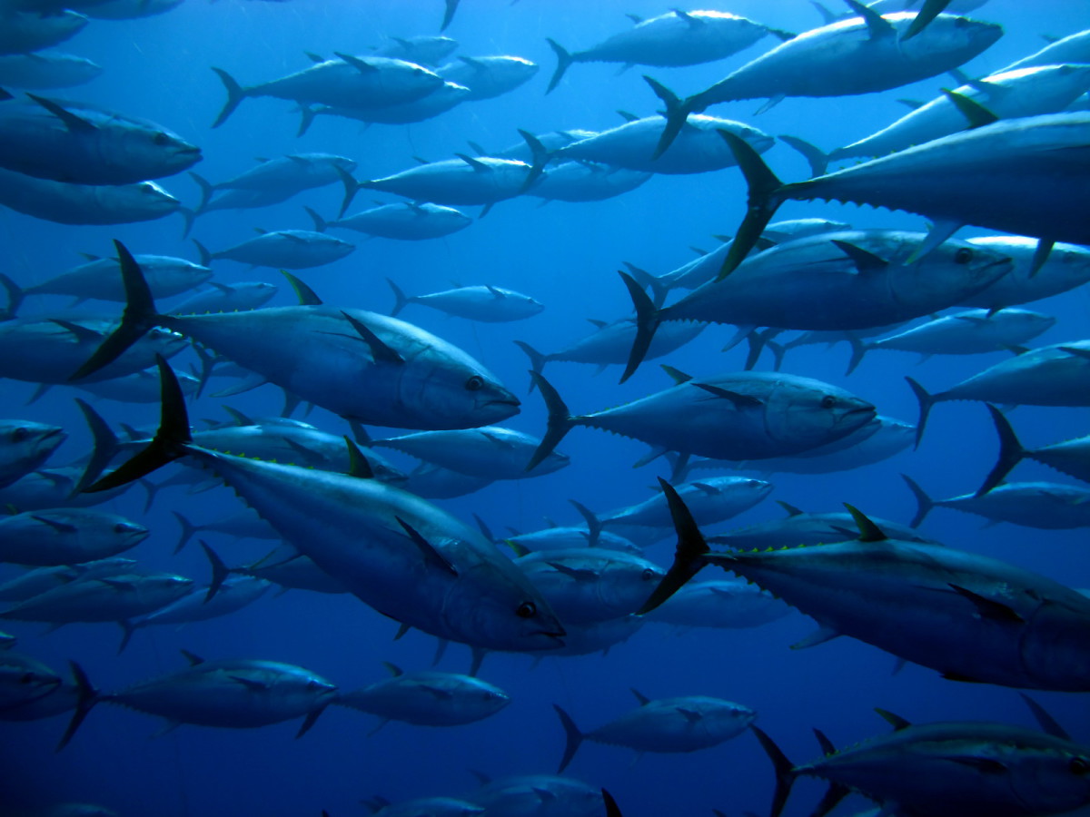 Why is sustainable seafood good for ... the environment? - Fish Forward (WWF)