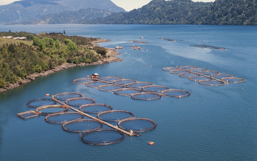 ¿Puede la pesca y la acuicultura seguir siendo importantes en el futuro?