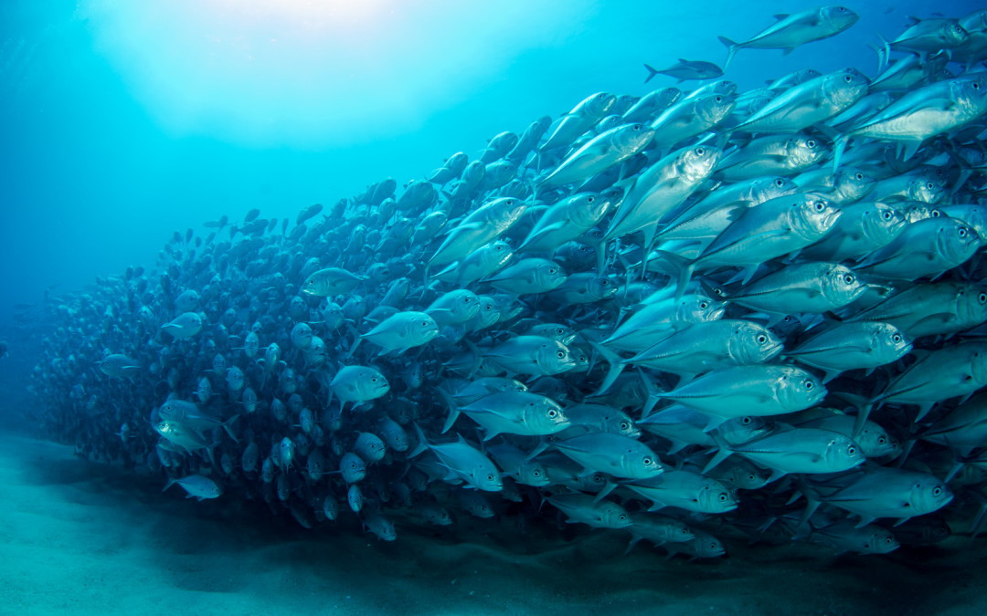 Докладът SOFIA: Човечеството продължава да изпразва океаните от риба