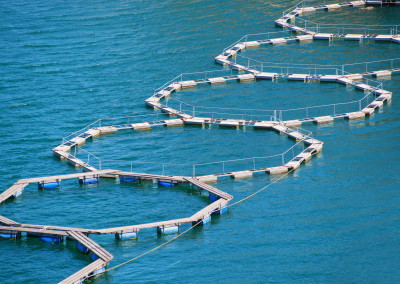 More about environmental advantages of sustainable seafood