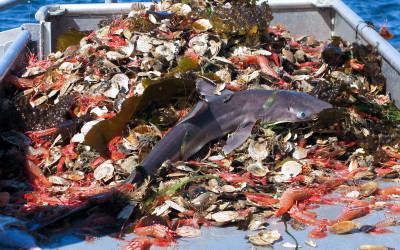 La humanidad pesca 32 millones de toneladas de peces a escondidas