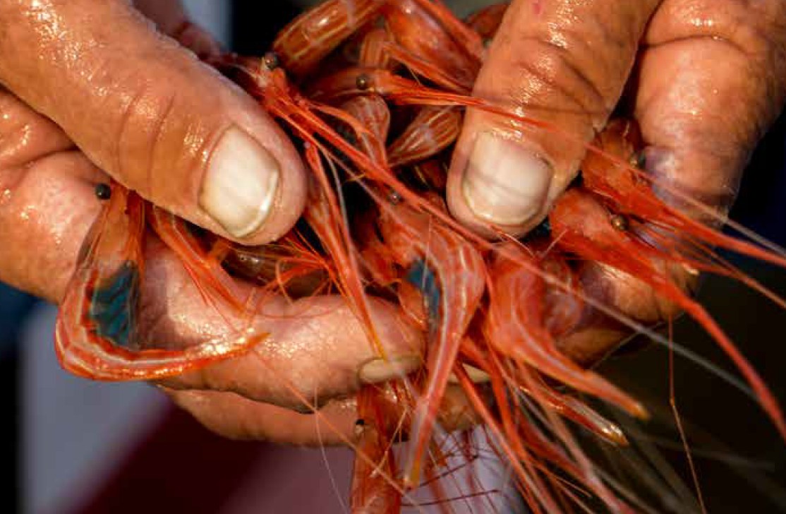 Fisherman in Ustica, Italy – © Claudia Amico / WWF