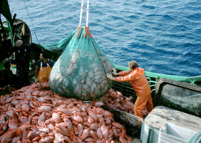 Überfischung – Eine Tatsache in Zahlen