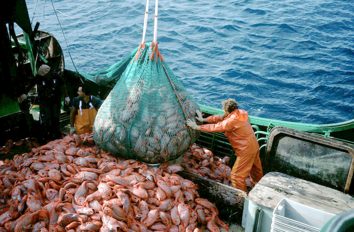 Facts &amp; Figures: The cold hard facts about overfishing - Fish Forward (WWF)