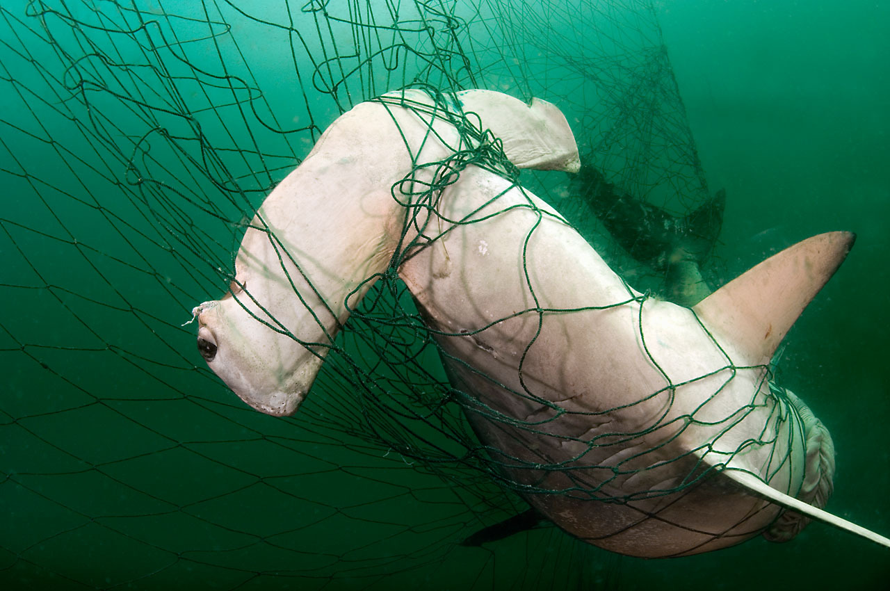 Bycatch - a sad topic - Fish Forward (WWF)