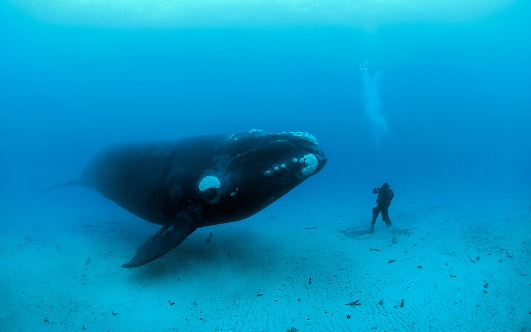 Um fascínio por animais marinhos