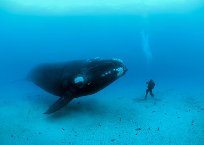 Fascinația față de animalele marine