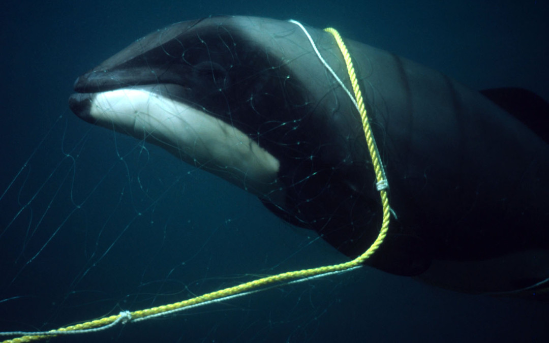 Bycatch – a sad topic