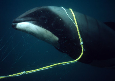 Bycatch – a sad topic