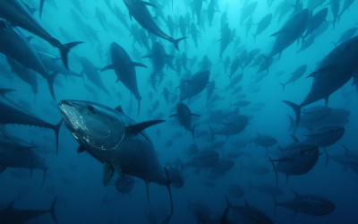 Un estudio del CSIC eleva al 40 % el fraude en la comercialización de atún