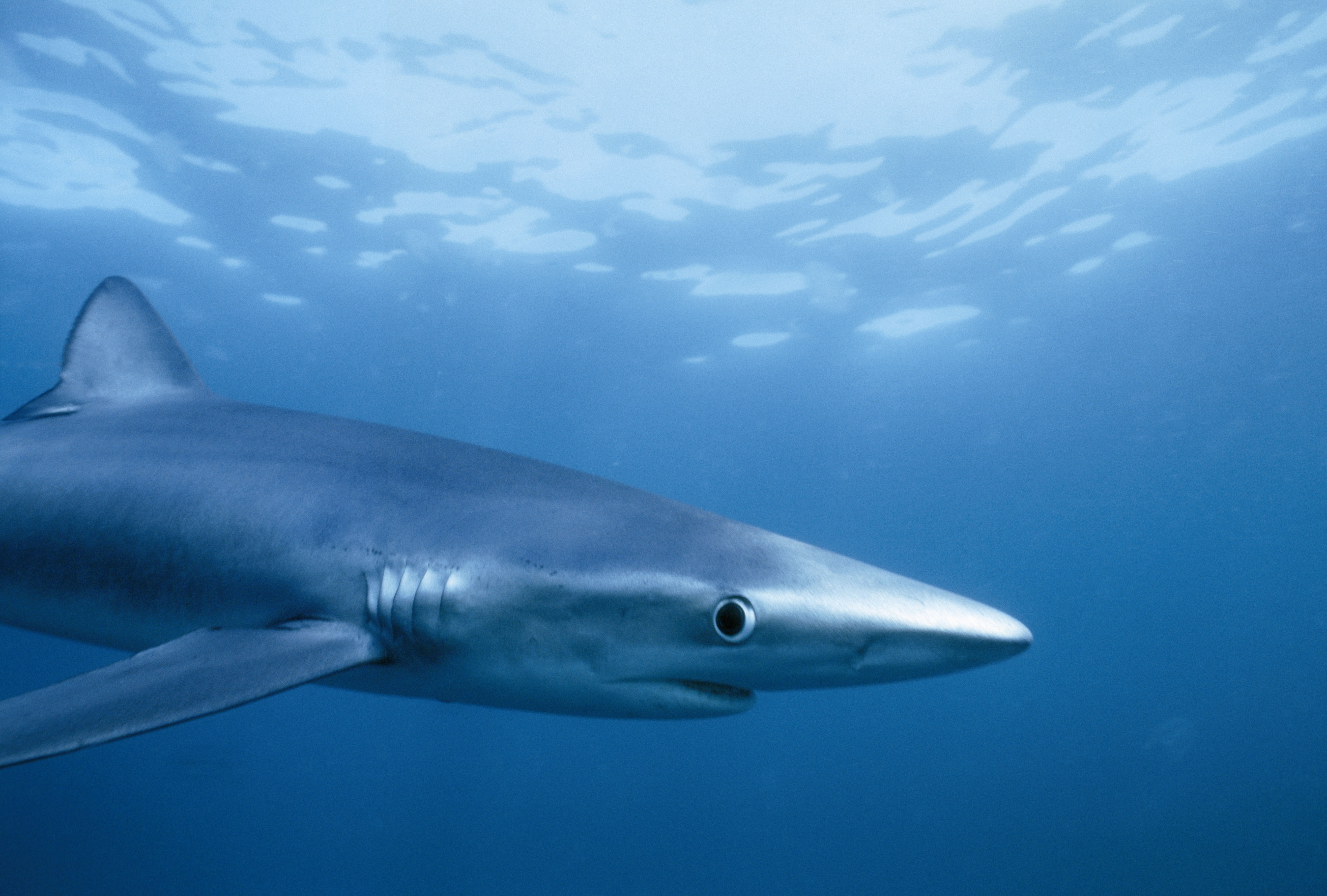 Blue shark, North Atlantic, USA - Fish Forward (WWF)