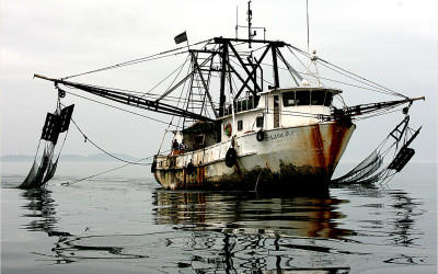 Einfuhrkontrollen ungenügend, um illegale Fischereierzeugnisse aus EU-Markt fernzuhalten