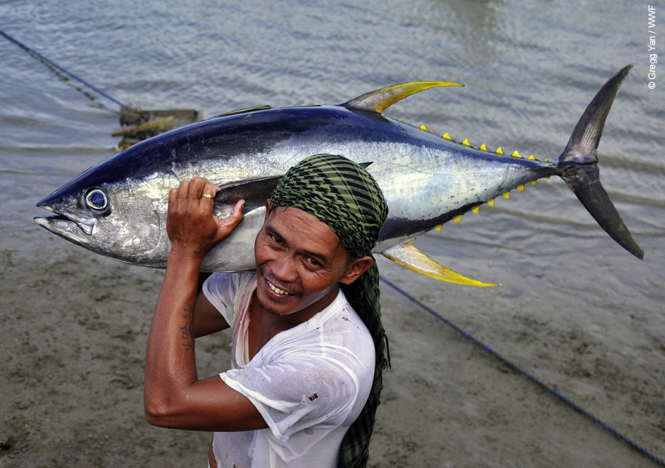 Супермаркети подкрепят призива на WWF за намаляване на улова на жълтопера риба тон