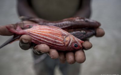 Weltfischereitag: Neuer Fisch-Einkaufsratgeber online