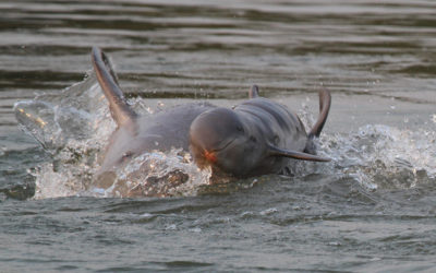 Новородено делфинче от рядък вид, заснето от WWF в река Меконг