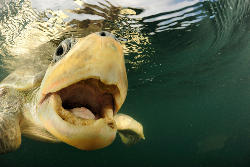 Female Olive ridley sea turtle (Lepidochelys olivacea) swimming from the open ocean towards the beach of Ostional, Costa Rica, Pacific Ocean to lay its eggs in the warm sand, the curious turtle is investigating the camera