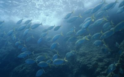 EU verbietet Bodenschleppnetze in Tiefsee