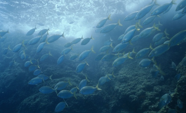 Fischschule im Mittelmeer (c) Michel Gunther / WWF-Canon