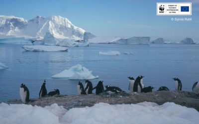 Морето на Рос в Антарктика стана най-голямата морска защитена територия в света
