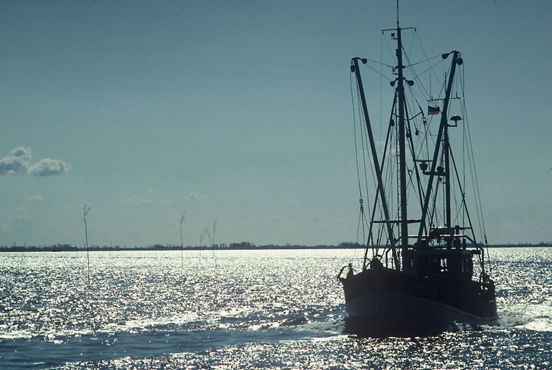 ЕК предлага запазване на риболовните квоти за Черно море през 2017 г.