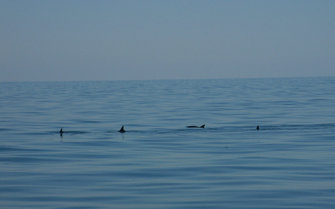 Vaquita, „Panda Mărilor”, se apropie de extincție