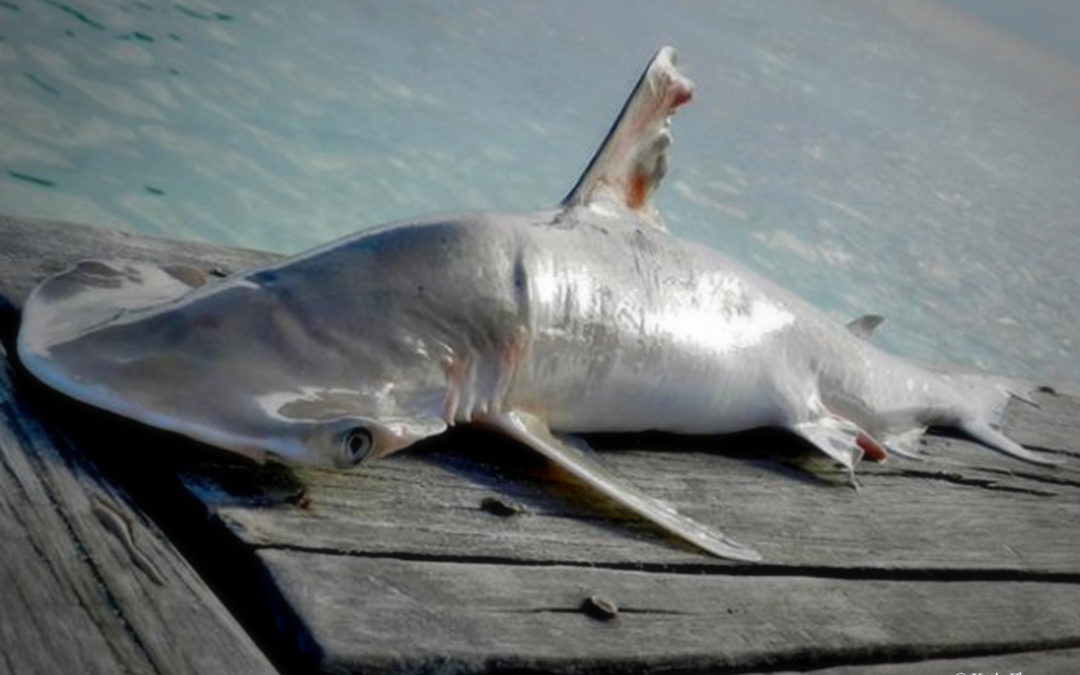 Нов вид акула бе открит в Белиз