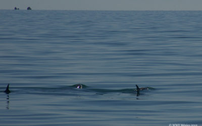Последен шанс за най-редките делфини, известни и като „пандата на моретата“