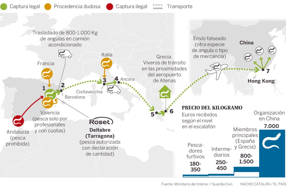 El viaje ilegal de la angula: del Guadalquivir a los mercados de China