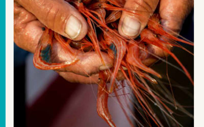 Novo relatório da WWF: a maioria do pescado que se come nos países do Mediterrâneo e em Portugal é importado