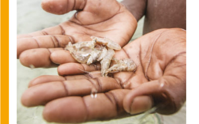 Novo relatório da WWF apela à gestão sustentável da pesca do camarão de Moçambique e aos consumidores que façam escolhas responsáveis