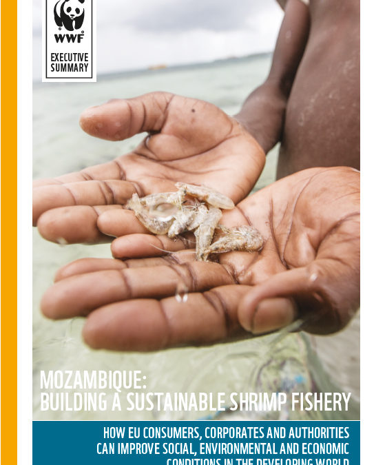 Novo relatório da WWF apela à gestão sustentável da pesca do camarão de Moçambique e aos consumidores que façam escolhas responsáveis