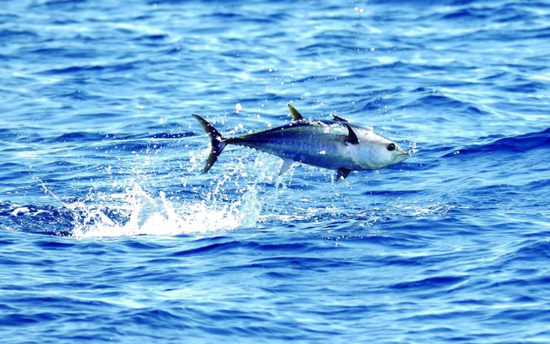 WWF: Erholung von Thunfisch-Beständen droht das Aus