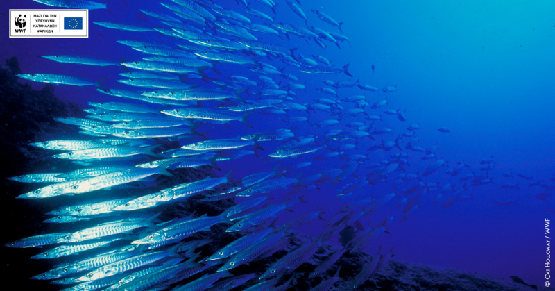 Fish Forward: ταξίδι με προορισμό την προστασία των θαλασσών μας!