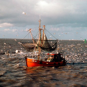 Überfischung Volldampf voraus