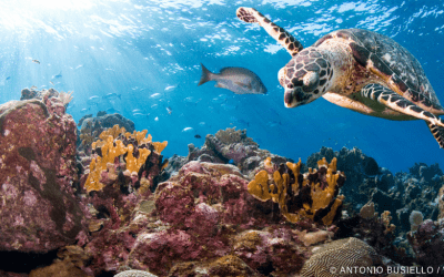 Il WWF a Fa’ la cosa giusta:  la tutela dei mari passa dal nostro piatto.
