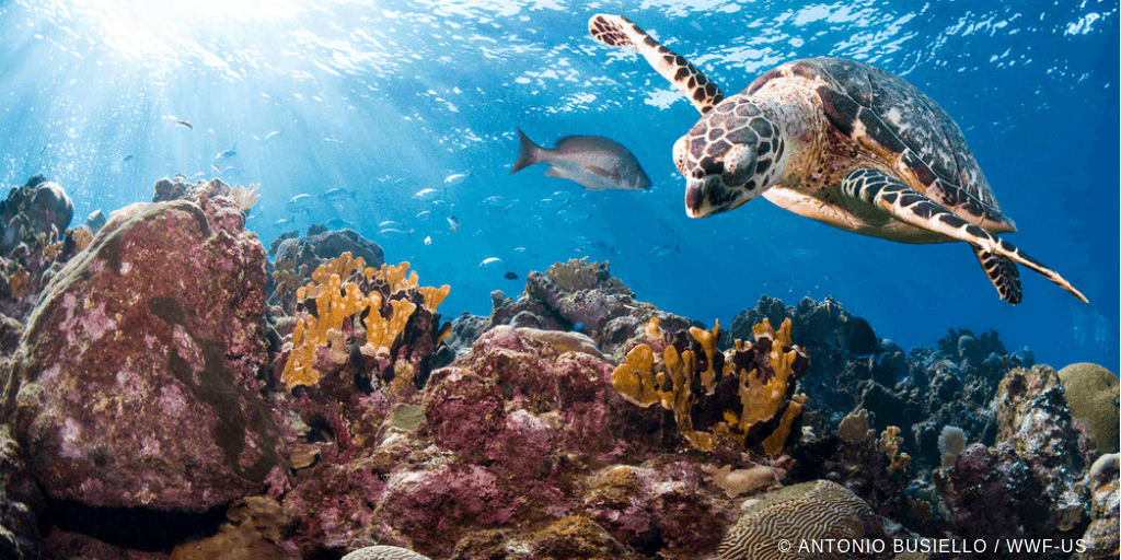 Il WWF a Fa’ la cosa giusta:  la tutela dei mari passa dal nostro piatto.
