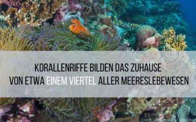 Korallenriffe in Gefahr: EJF-Bericht zeigt Auswirkungen der Klimakrise auf Riffe und Küstengemeinden