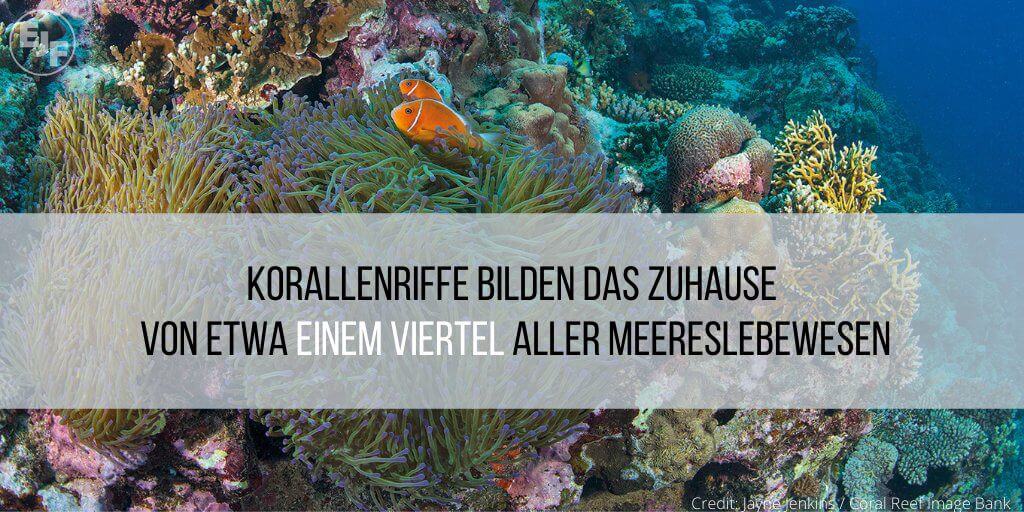 Korallenriffe in Gefahr: EJF-Bericht zeigt Auswirkungen der Klimakrise auf Riffe und Küstengemeinden