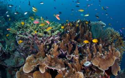 В Световния ден на океана WWF алармира за рисковете, на които го излагаме
