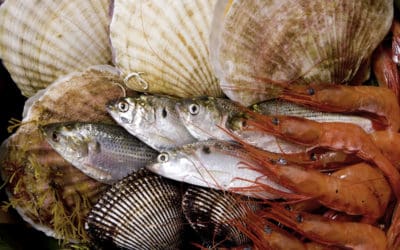 WWF: Незаконният риболов излага на риск океанските ресурси