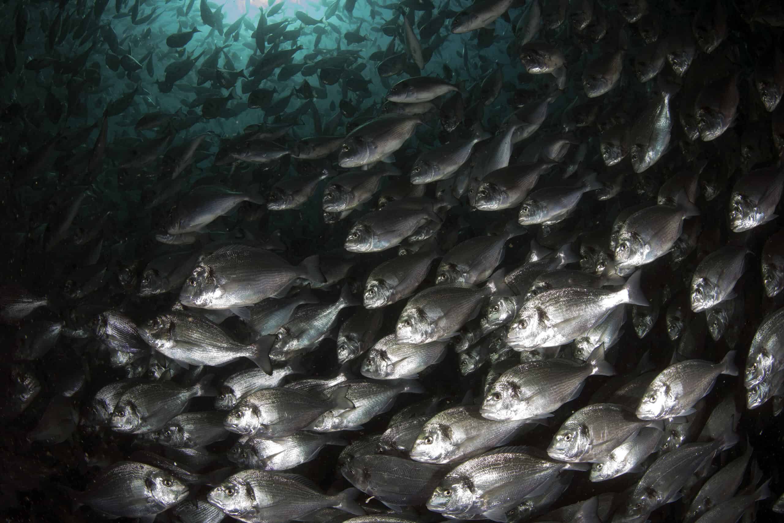 sea bream in the cage_photo credit Tahsin Ceylan_Turkey Fish Forward (WWF)